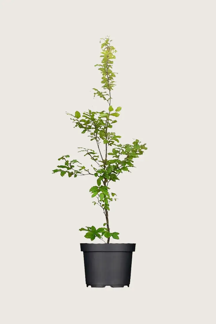 Pyökki Ruukku | Plantinavia