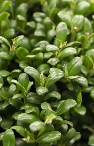 Japaninorjanlaakeri 'Convexa'
