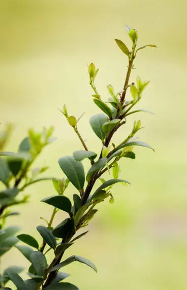 Japaninorjanlaakeri 'Dark Green'