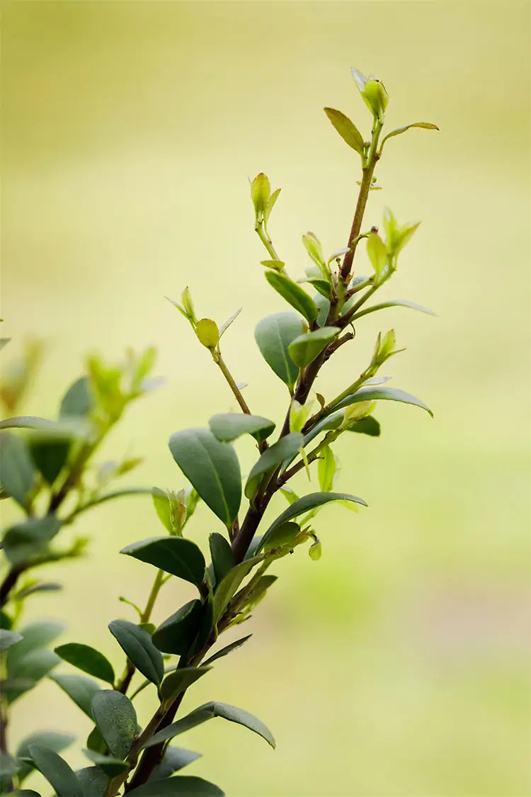 Japaninorjanlaakeri 'Dark Green'