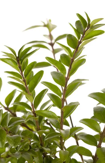 Myrttikuusama