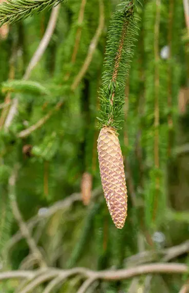 Metsäkuusi