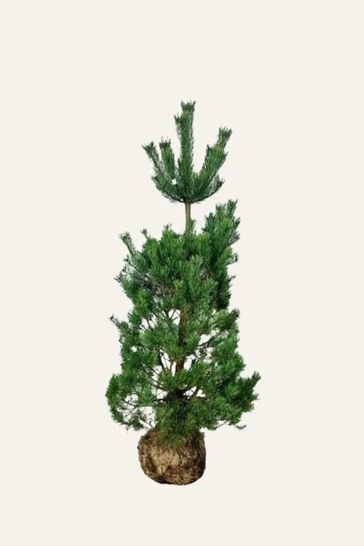 Metsämänty Juuripaakku Hyvin tuuhea | Plantinavia