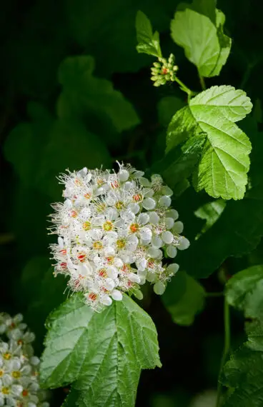 Koivuangervo