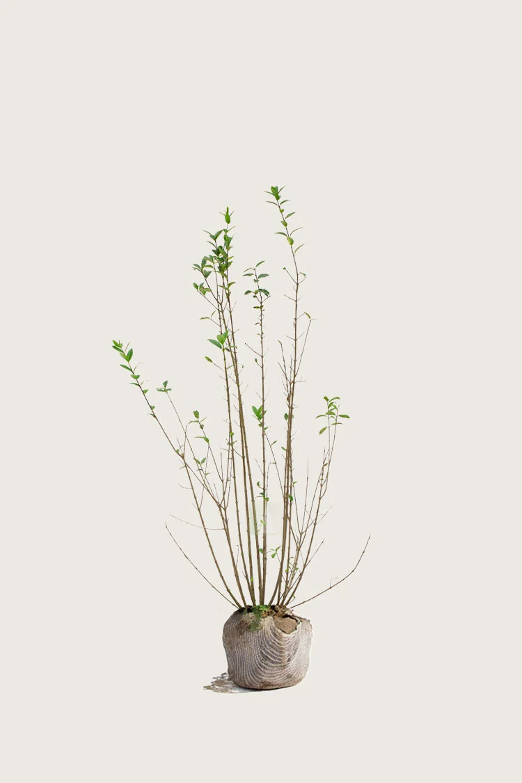 Aitalikusteri | Plantinavia