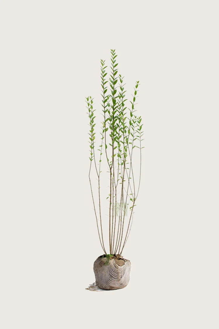 Aitalikusteri | Plantinavia