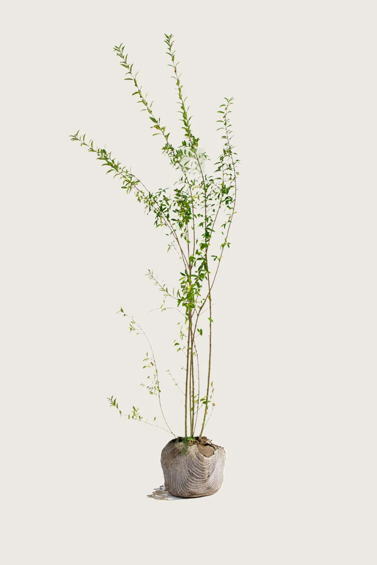 Aitalikusteri | Plantinavia