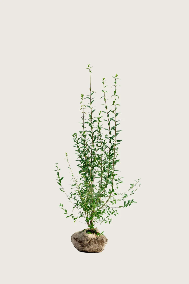 Aitalikusteri | Plantinavia