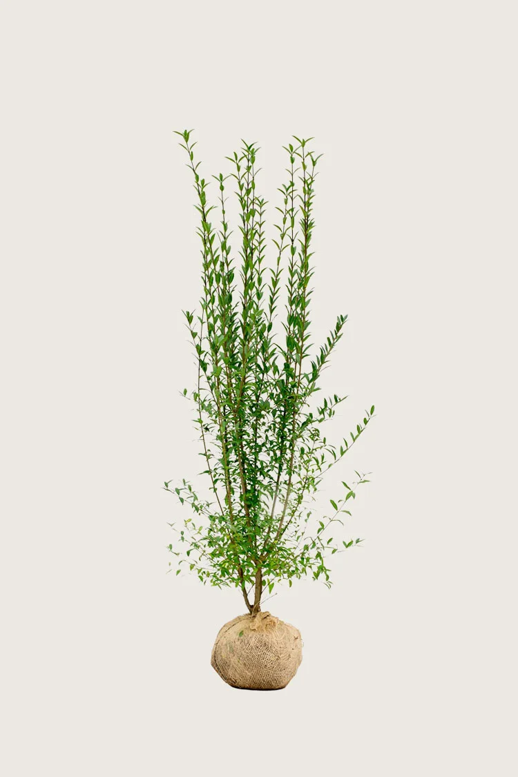 Aitalikusteri | Plantinavia