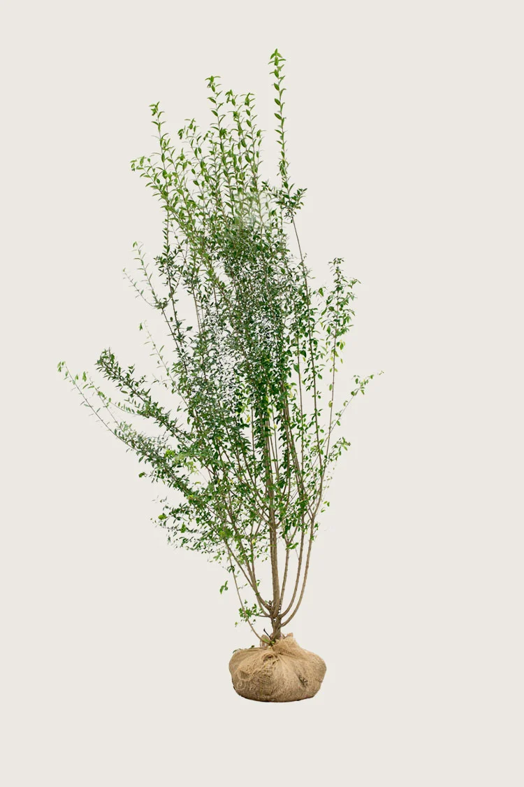 Aitalikusteri | Plantinavia