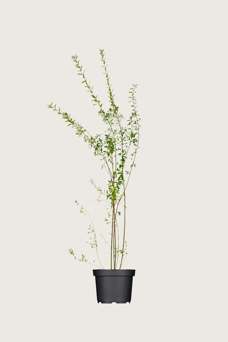 Aitalikusteri | Plantinavia