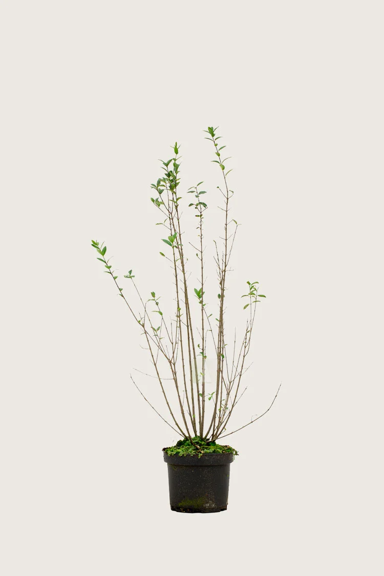 Aitalikusteri | Plantinavia