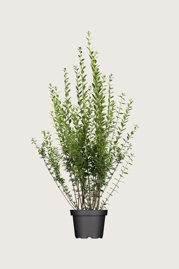 Aitalikusteri | Plantinavia