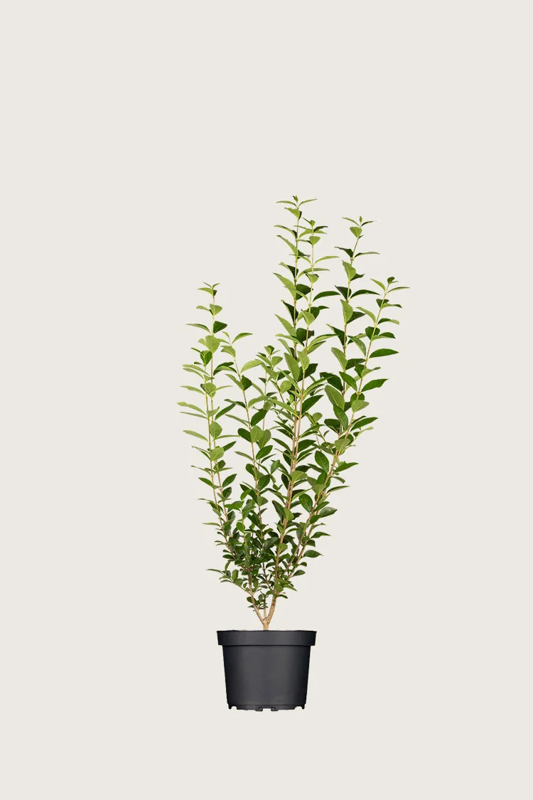 Aitalikusteri | Plantinavia