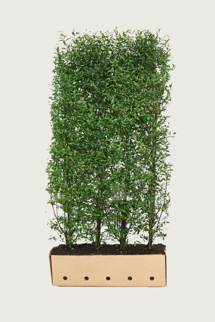 Aitalikusteri 200cm Hyvin tuuhea | Plantinavia