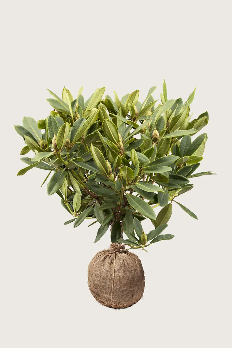 Alppiruususekoitus 60cm Hyvin tuuhea | Plantinavia