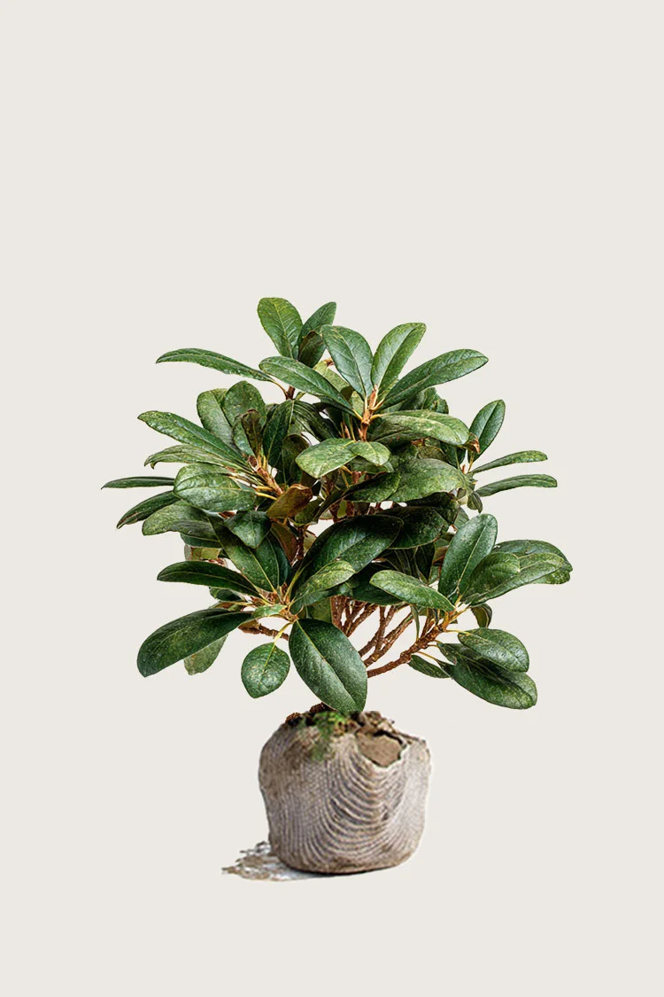 Alppiruususekoitus 120cm Tuuhea | Plantinavia