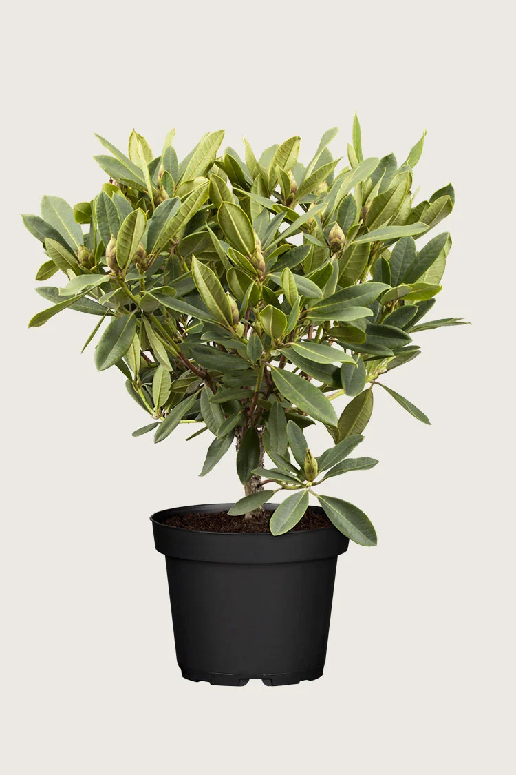 Alppiruususekoitus 40cm Hyvin tuuhea | Plantinavia