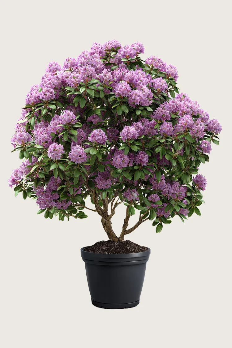 Alppiruususekoitus 150cm Hyvin tuuhea | Plantinavia