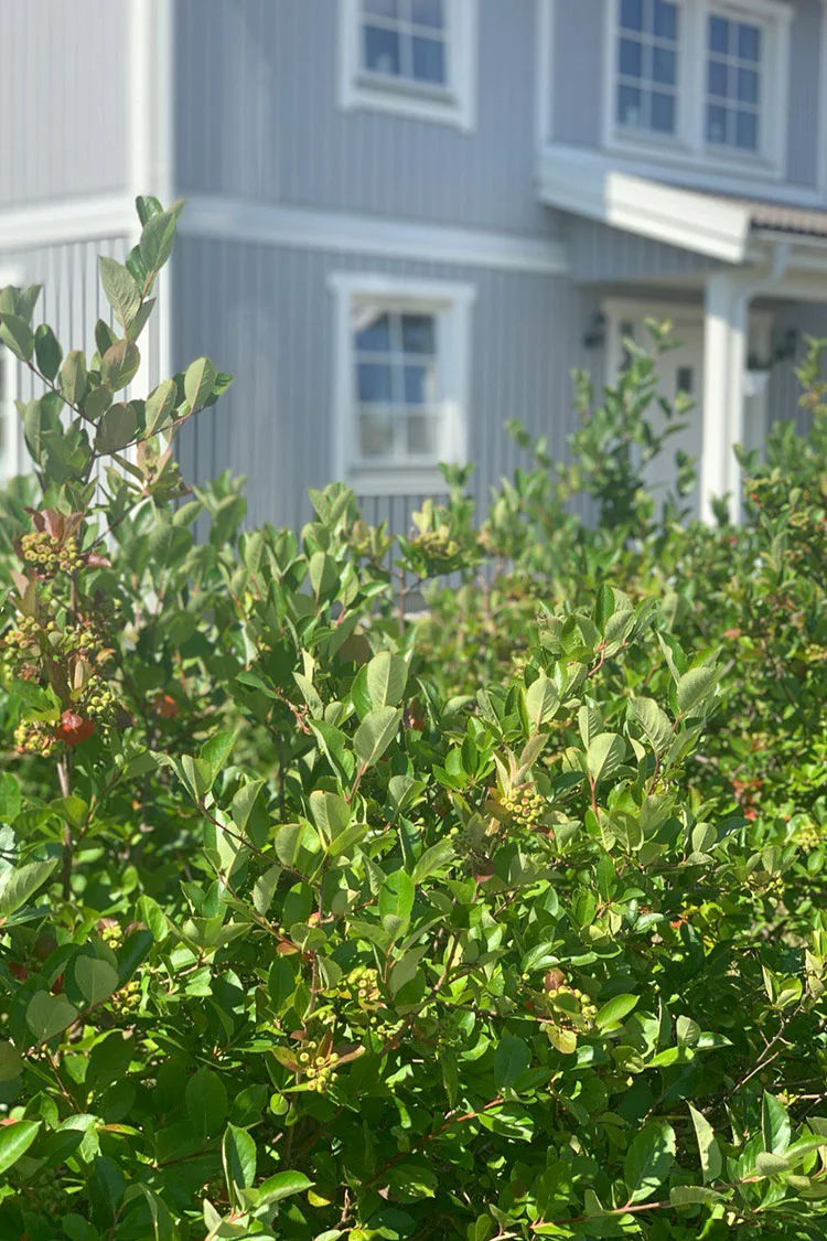 Musta-aronia