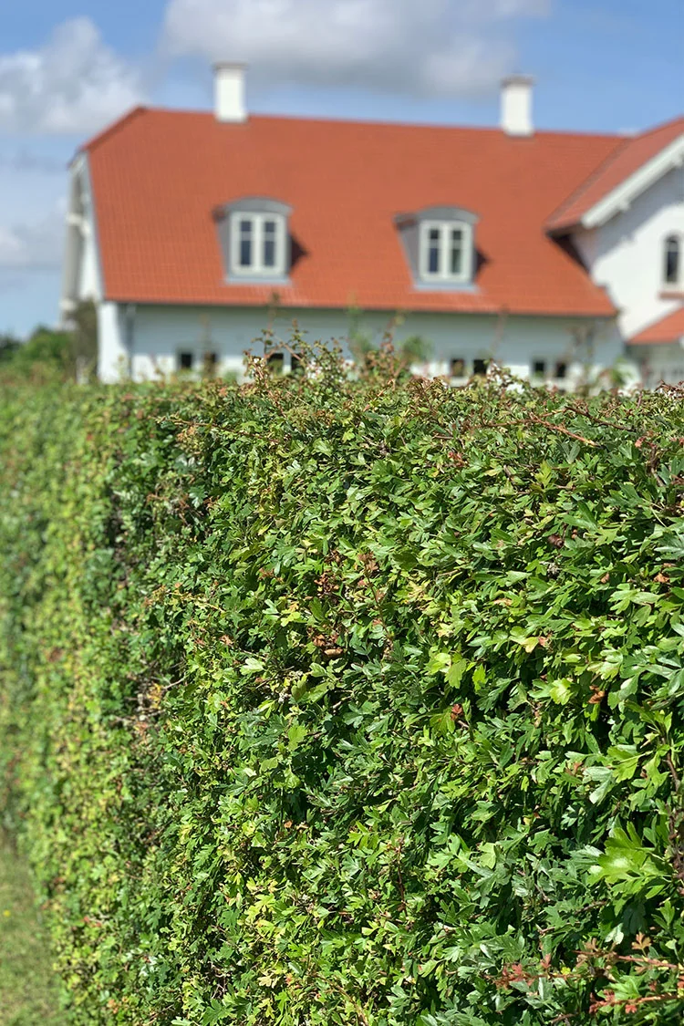 Tylppäliuskaorapihlaja