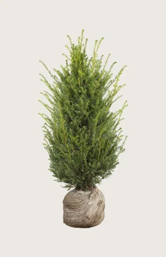 Euroopanmarjakuusi 100cm Hyvin tuuhea | Plantinavia