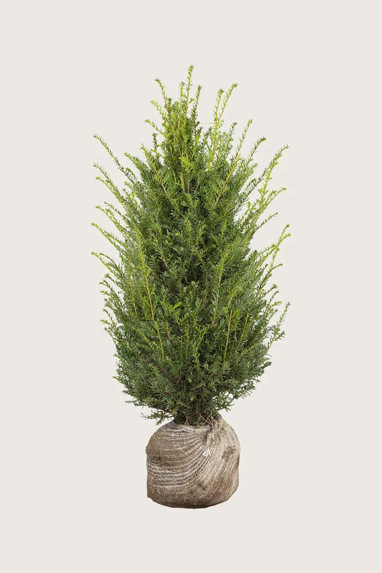 Euroopanmarjakuusi 125cm Hyvin tuuhea | Plantinavia