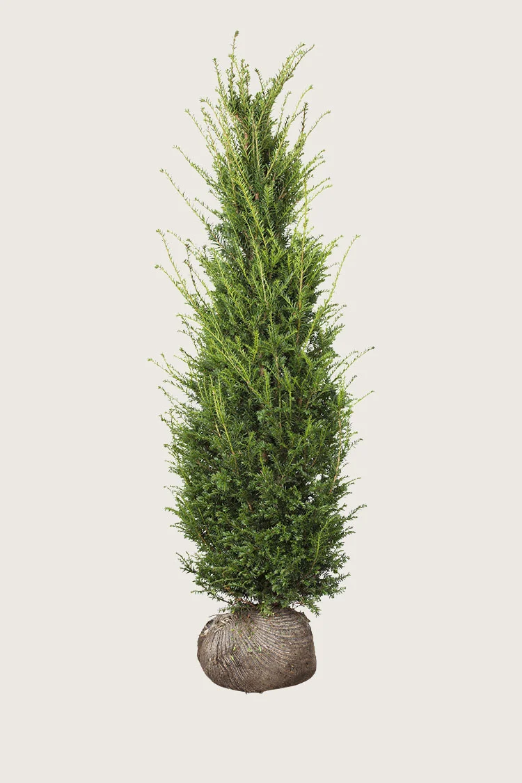 Euroopanmarjakuusi 450cm Hyvin tuuhea | Plantinavia