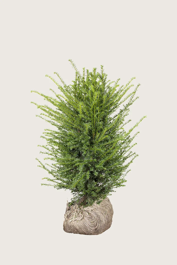 Euroopanmarjakuusi 60cm Hyvin tuuhea | Plantinavia