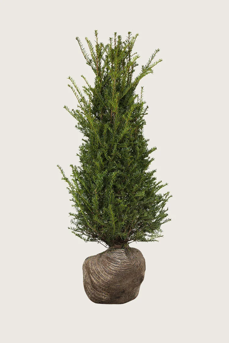 Euroopanmarjakuusi 150cm Tuuhea | Plantinavia