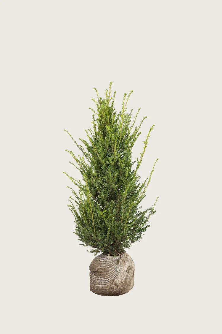 Euroopanmarjakuusi 60cm Tuuhea | Plantinavia