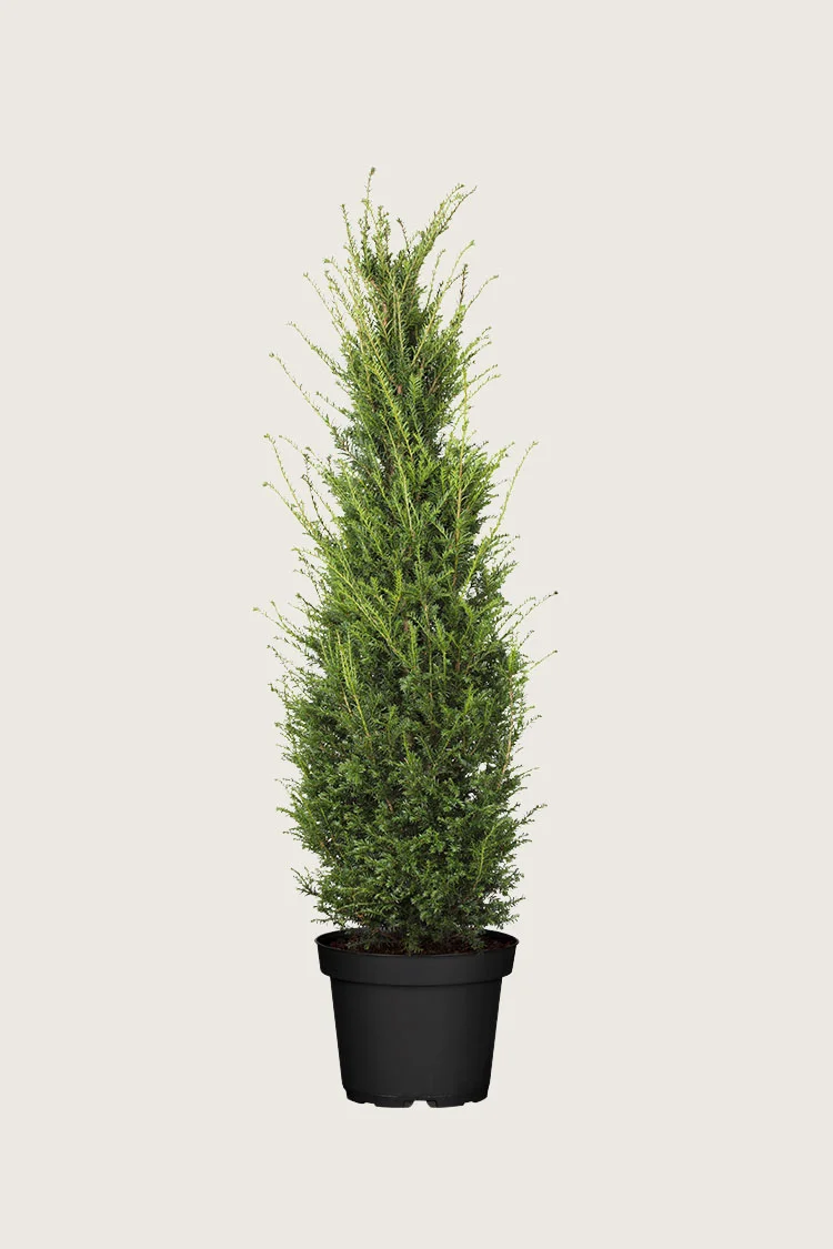 Euroopanmarjakuusi 175cm Hyvin tuuhea | Plantinavia