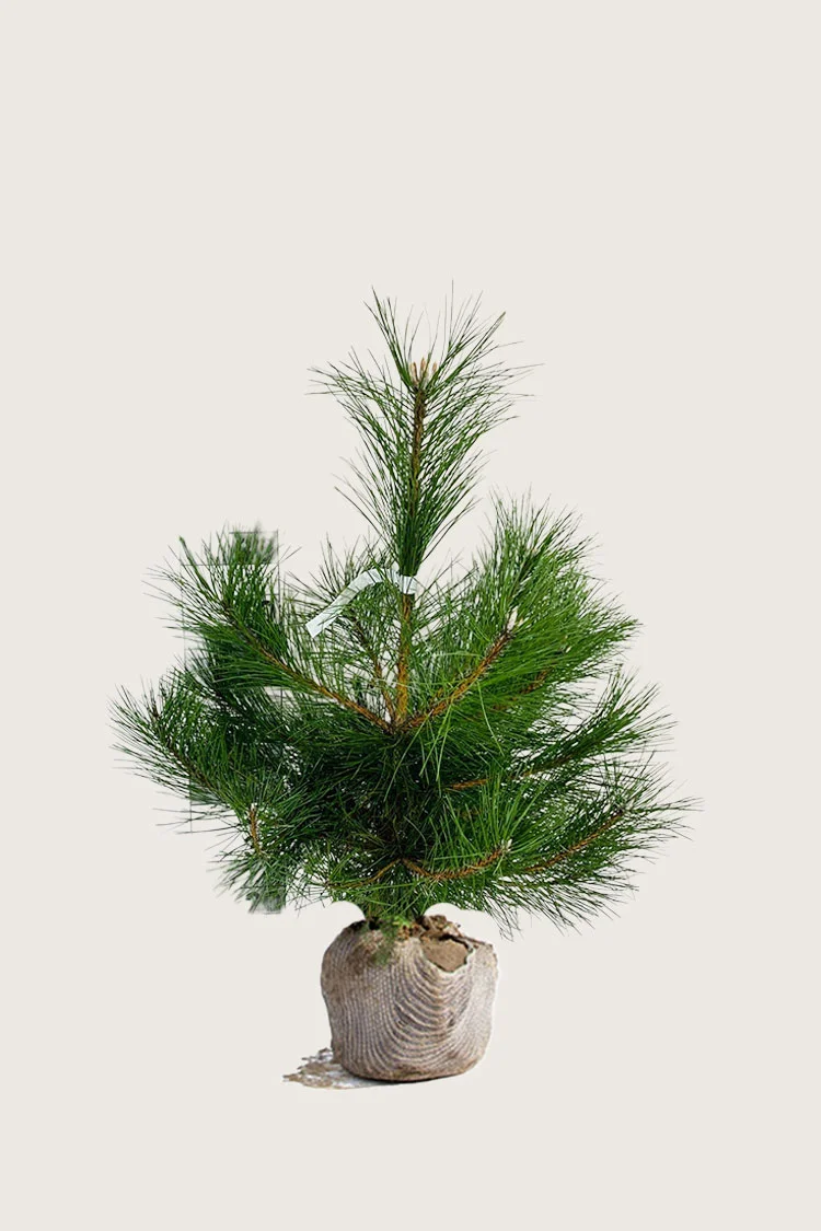 Euroopanmustamänty 100cm Hyvin tuuhea | Plantinavia
