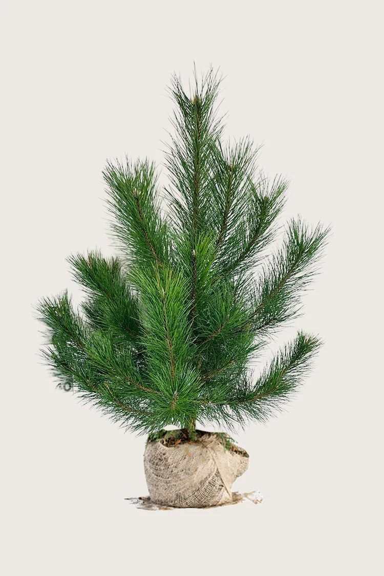 Euroopanmustamänty 175cm Hyvin tuuhea | Plantinavia