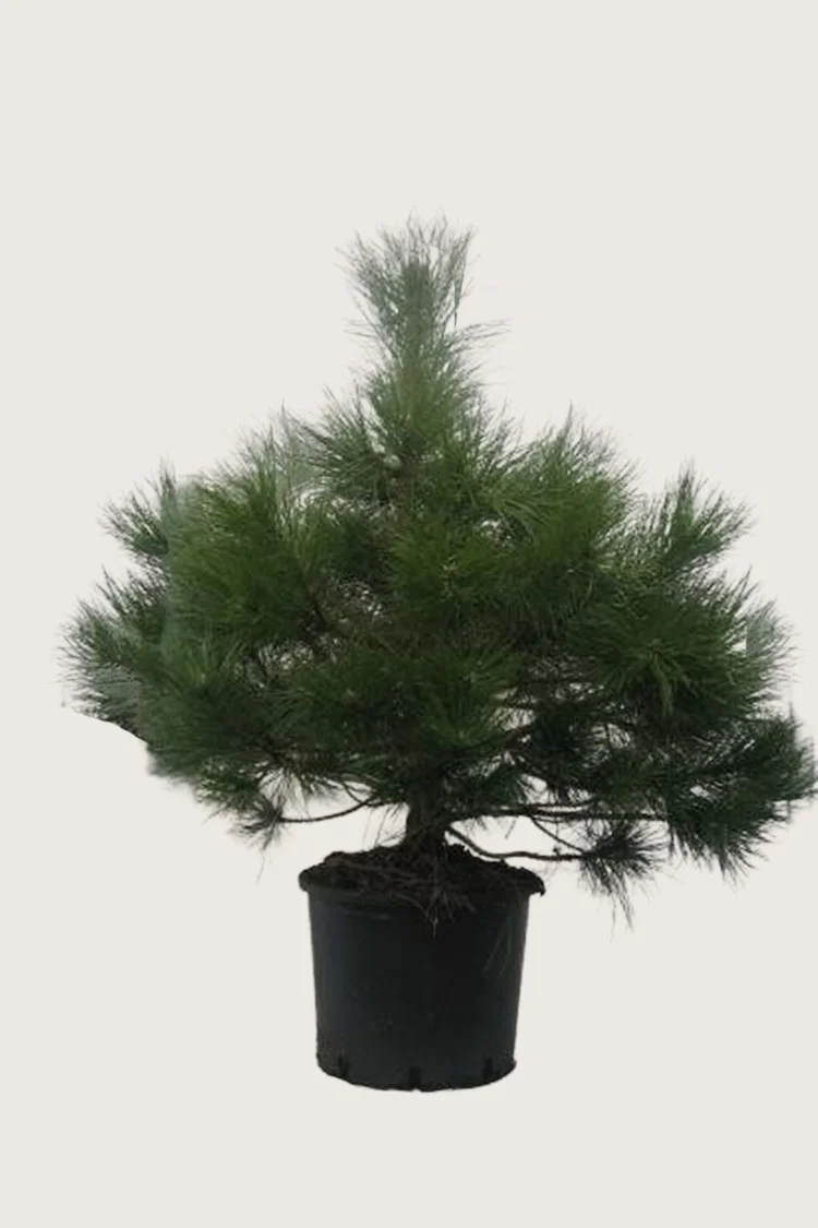 Euroopanmustamänty 125cm Hyvin tuuhea | Plantinavia