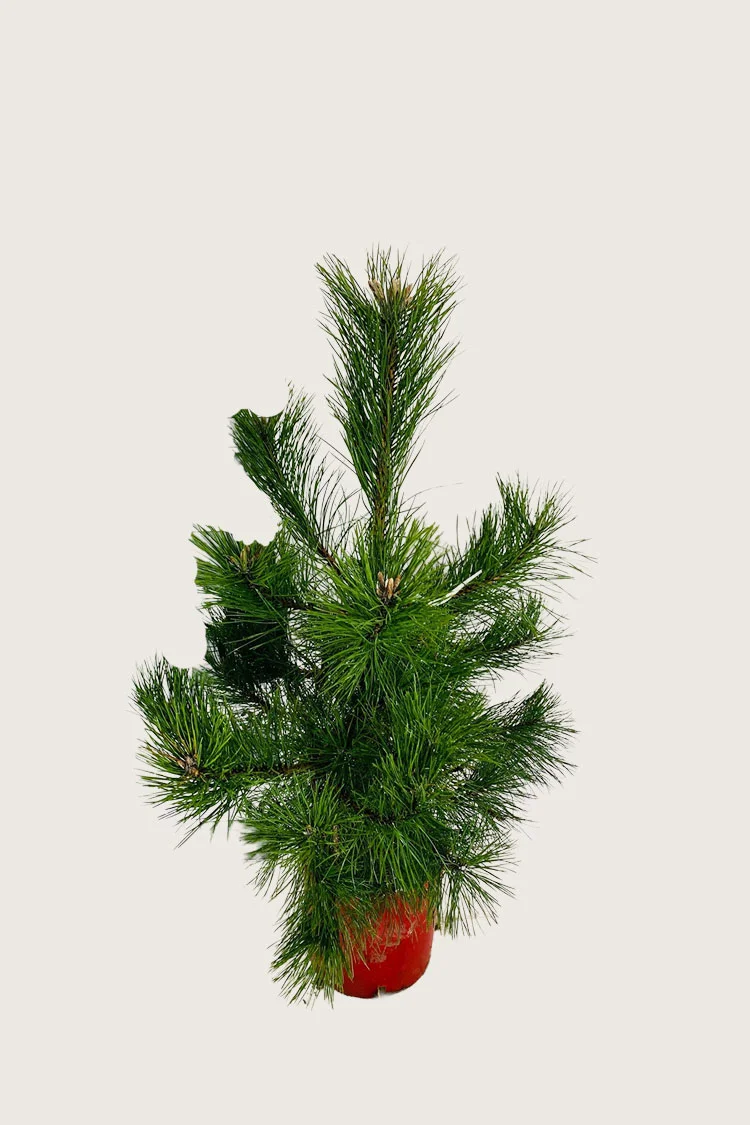 Euroopanmustamänty 80cm Hyvin tuuhea | Plantinavia