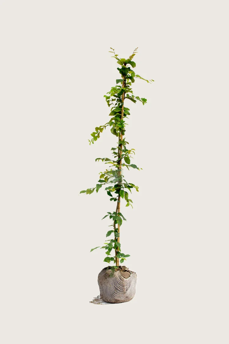 Euroopanvalkopyökki 125cm Hyvin tuuhea | Plantinavia