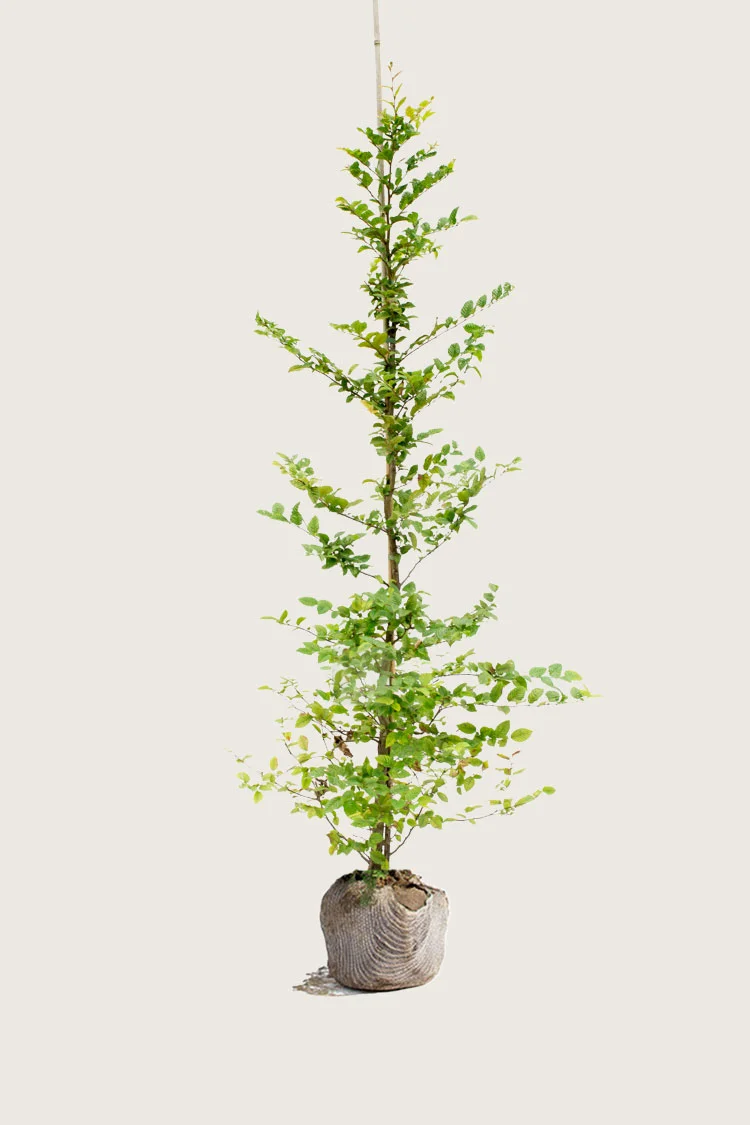 Euroopanvalkopyökki 225cm Hyvin tuuhea | Plantinavia