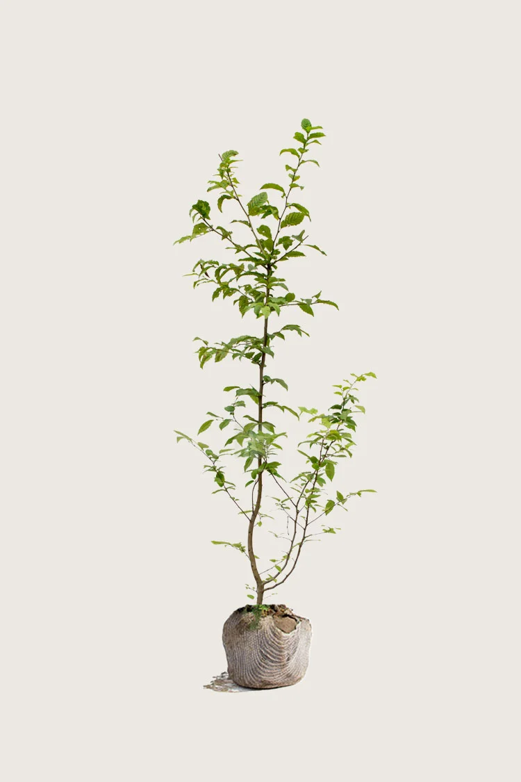 Euroopanvalkopyökki 125cm Tuuhea | Plantinavia
