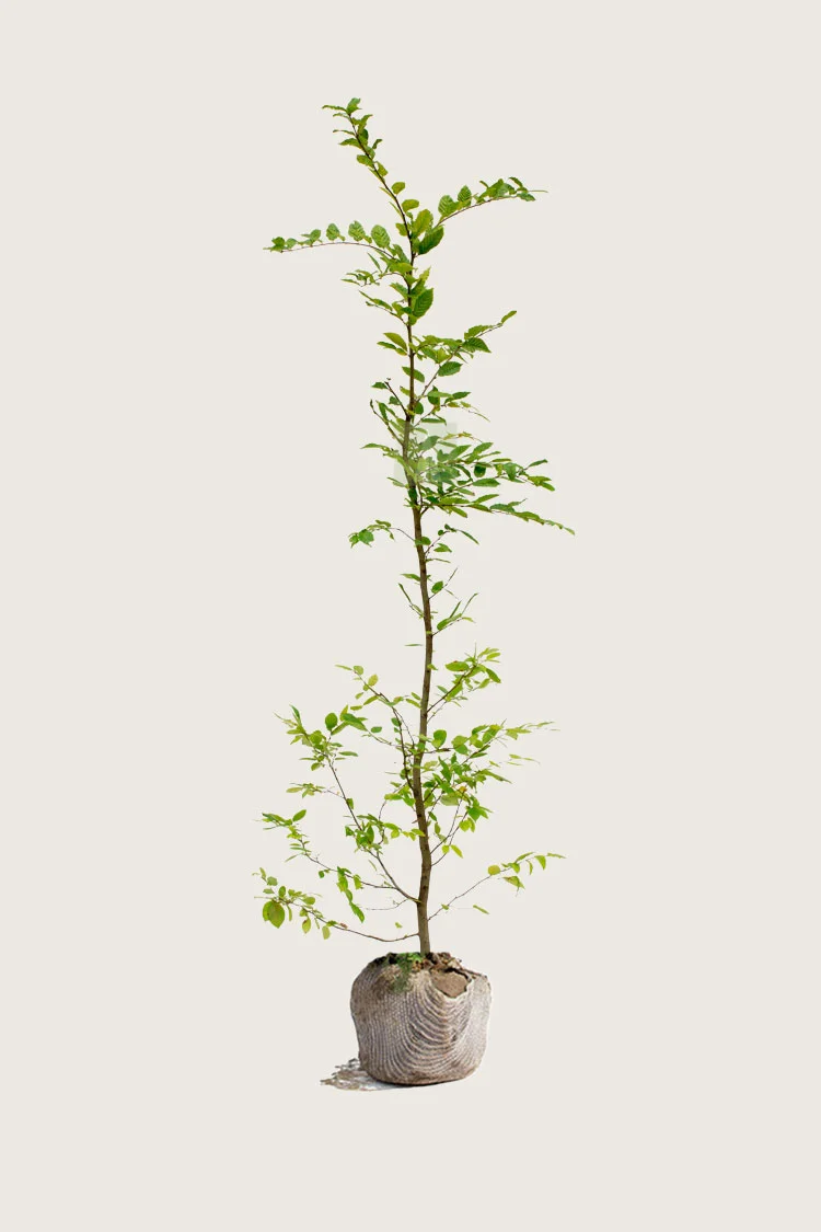 Euroopanvalkopyökki 250cm Tuuhea | Plantinavia