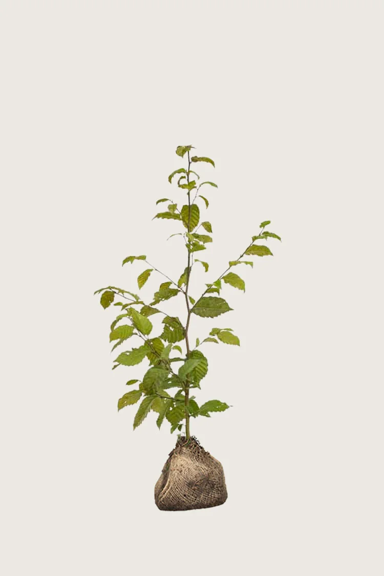 Euroopanvalkopyökki 80cm Tuuhea | Plantinavia