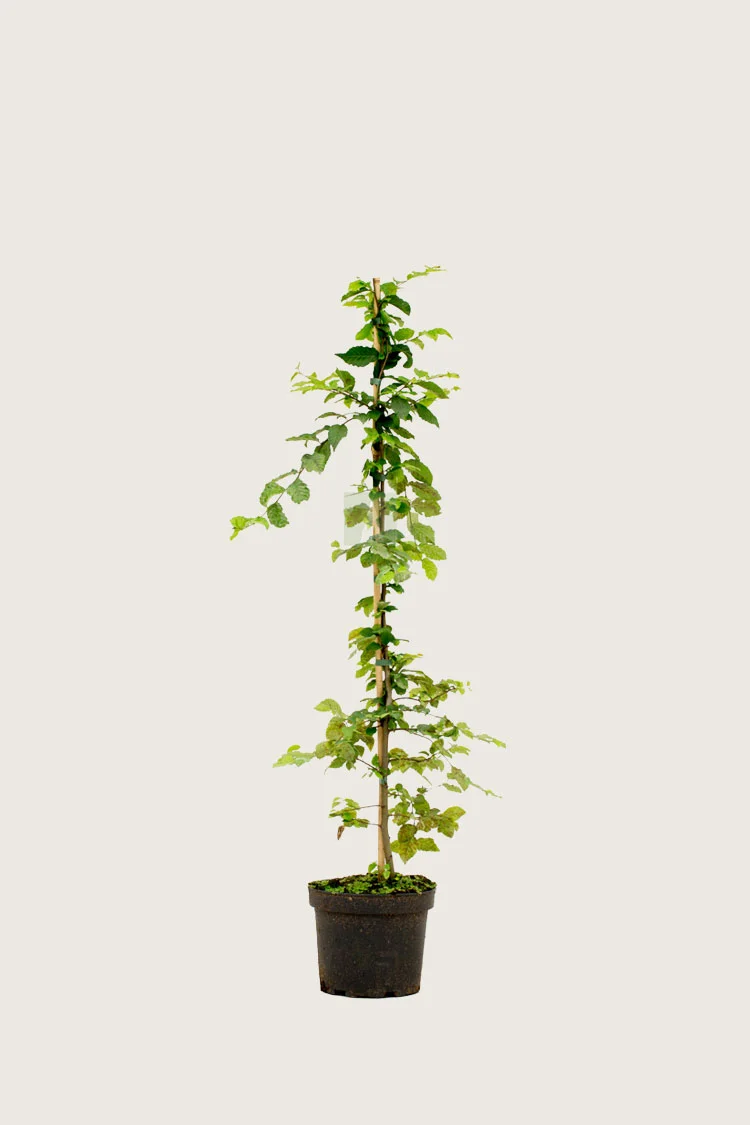 Euroopanvalkopyökki 100cm Hyvin tuuhea | Plantinavia