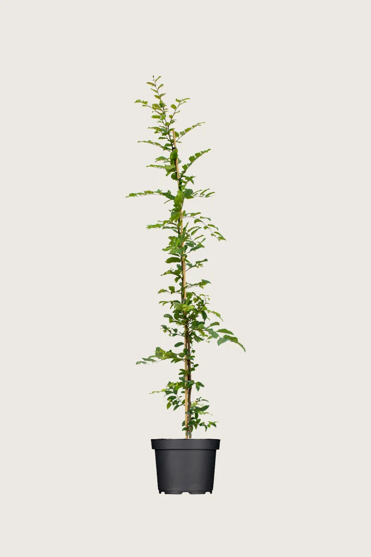 Euroopanvalkopyökki 125cm Tuuhea | Plantinavia