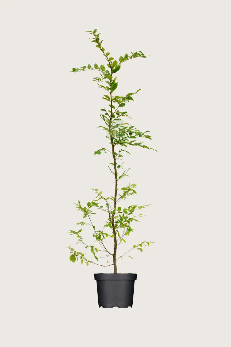 Euroopanvalkopyökki 225cm Tuuhea | Plantinavia