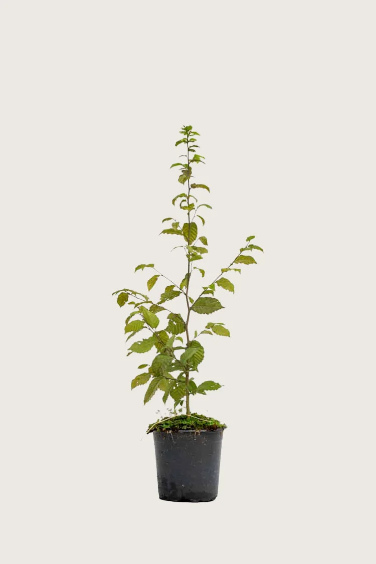 Euroopanvalkopyökki 80cm Tuuhea | Plantinavia