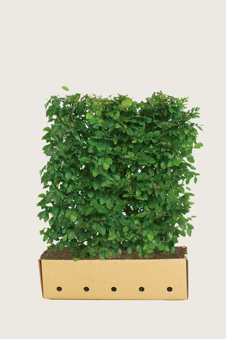 Euroopanvalkopyökki 120cm Hyvin tuuhea | Plantinavia