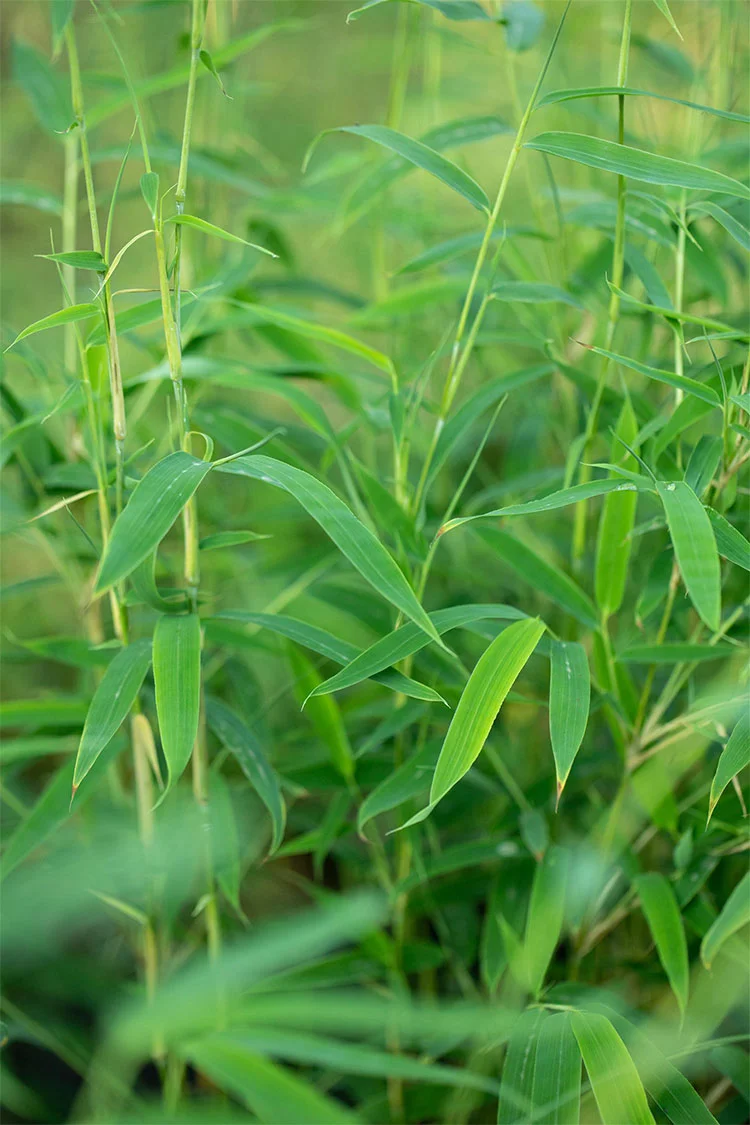 Ruokobambu Rufa