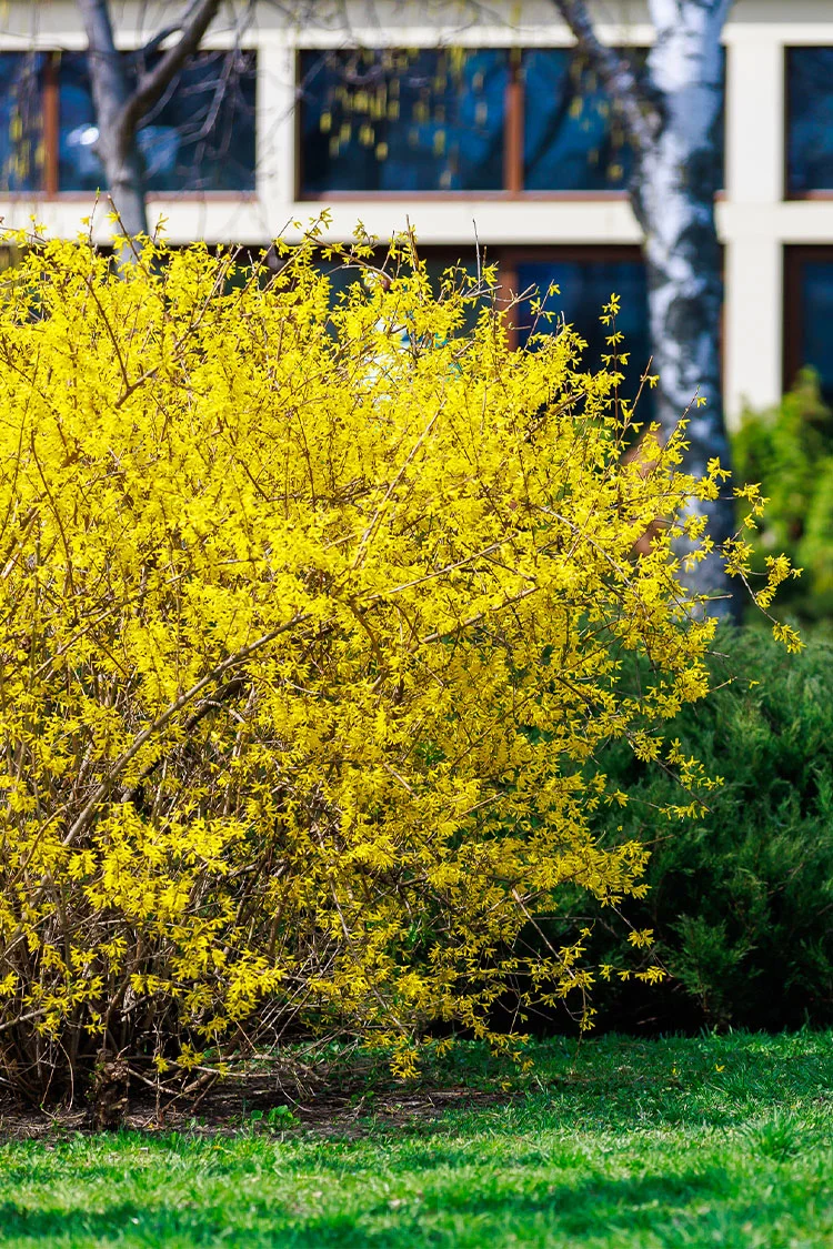 Onnenpensas