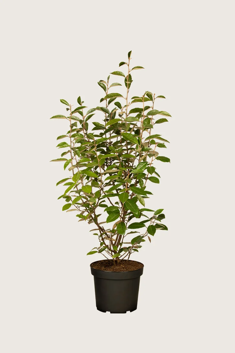 Hopeapensas 150cm Tuuhea | Plantinavia