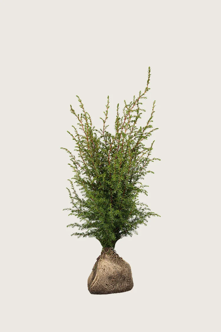 Irlanninkataja Hibernica 100cm Hyvin tuuhea | Plantinavia